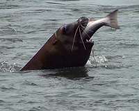 Ouch! Sea lions attack swimmers in San Francisco Bay