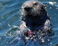 Bangladesh's otter fishing tradition faces extinction