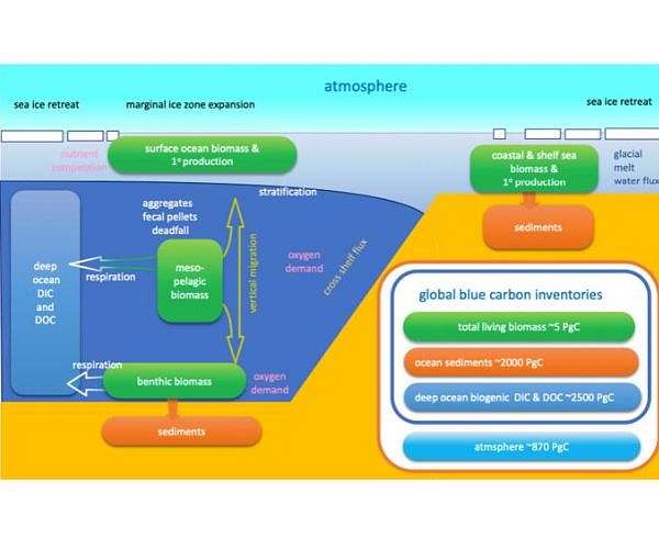 Mapping the Future: SEA-Quester's Role in Blue Carbon Strategy