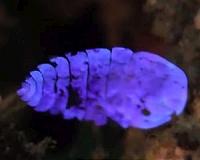 A marine creature's magic trick explained