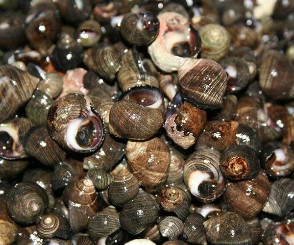 UK zoo says tiny snail 'back from brink' of extinction
