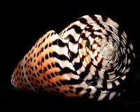 Philippines seizes 1,000 rare sea snail shells