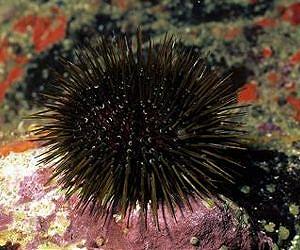 Sea urchins cannot control invasive seaweeds