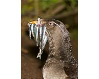 Bacteria control levels of dangerous pollutant in seabirds