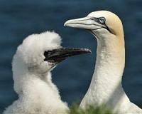 Gannet sat nav reveals impact of fishing vessels