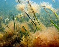 Scientists find some thrive in acid seas