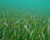 World's biggest fisheries supported by seagrass meadows