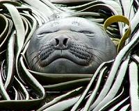 WTO rejects Canada, Norway appeal against EU seal import ban