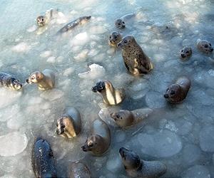 Seals help map ocean floor