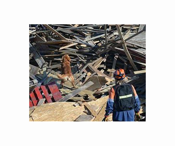 Taiwan's search dogs win hearts in search for quake victims