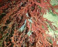 Seaweeds protect calcifying marine species from ocean acidification