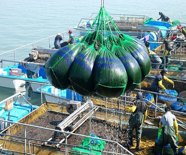 Farming more seaweed to be food, feed and fuel