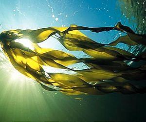 Seaweed Energy Solutions (SES) acquires wild seaweed operation in Norway
