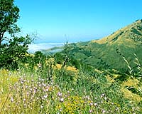 Too Much Water And Fertilizer Bad For Plant Diversity
