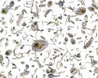 Seeding oceans with iron may not impact climate change