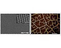 Nanotechnology for energy materials: Electrodes like leaf veins