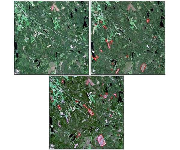 How Spaceborne Satellites Enhance Forest Monitoring