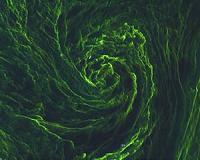 Sentinel-2 catches eye of algal storm