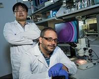 Nanotubes help healing hearts keep the beat