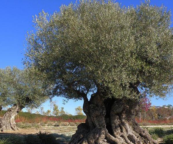 Italy's olive growers lament poor harvests from extreme weather