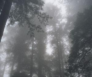 Giant Sequoias Yield Longest Fire History From Tree Rings
