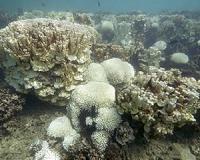Scientists assess bleaching damage on Great Barrier Reef