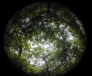 Agroforestry is not rocket science but it might save DPR Korea