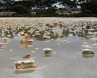 Acid saline groundwaters and lakes of southern Western Australia