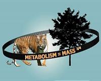 How evolution shapes the geometries of life