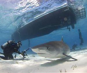 Sharks: bad creatures or bad image?