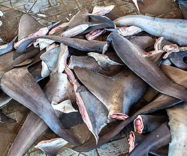 In the Colombian Pacific, fighting to save sharks