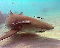 Asian demand behind falling shark populations: report