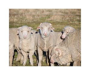 South African farmer equips sheep with cell phones