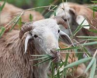 Better livestock diets to combat climate change and improve food security