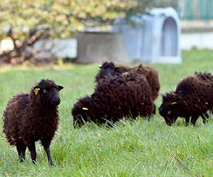Munching sheep replace lawn mowers in Paris