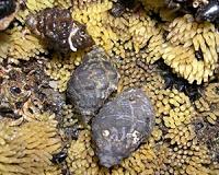 Mollusc shells inspire super-glass