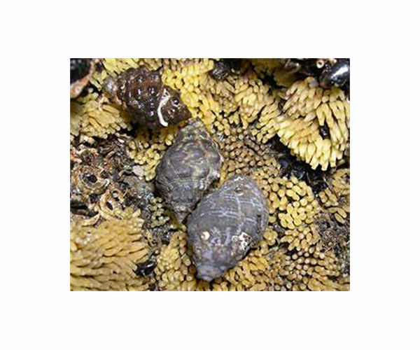 Coastal shellfish 'colonise' ocean plastic: study