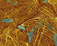 Key Discovered For Converting Waste To Electricity
