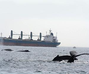 Lone Whales Shout To Overcome Noise