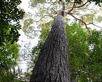Conservationists press Jakarta to follow industry lead on forests