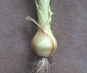 Agrilife Complete Two-Year Study On Short-Day Onions