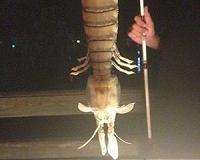 Florida man hooks massive shrimp-like creature off dock