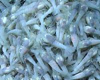 Extreme Shrimp May Hold Clues to Alien Life