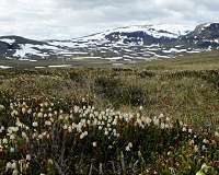 With climate change shrubs and trees expand northwards in the Subarctic