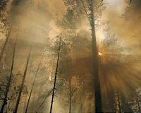 Siberia forest fires engulf 2 mn hectares