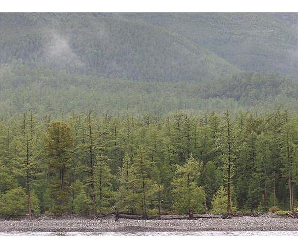 Russia, an oil giant, goes big on timber