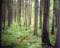 Climate Change Threatens Siberian Forests