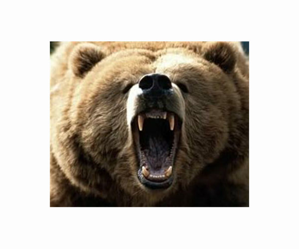 Japan cabinet approves 'emergency' urban bear shootings