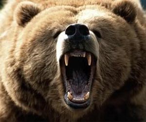 Siberian bears said 'better behaved' after this winter's hibernation