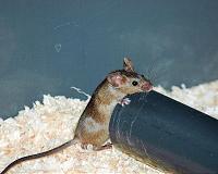 Genes for speech may not be limited to humans
